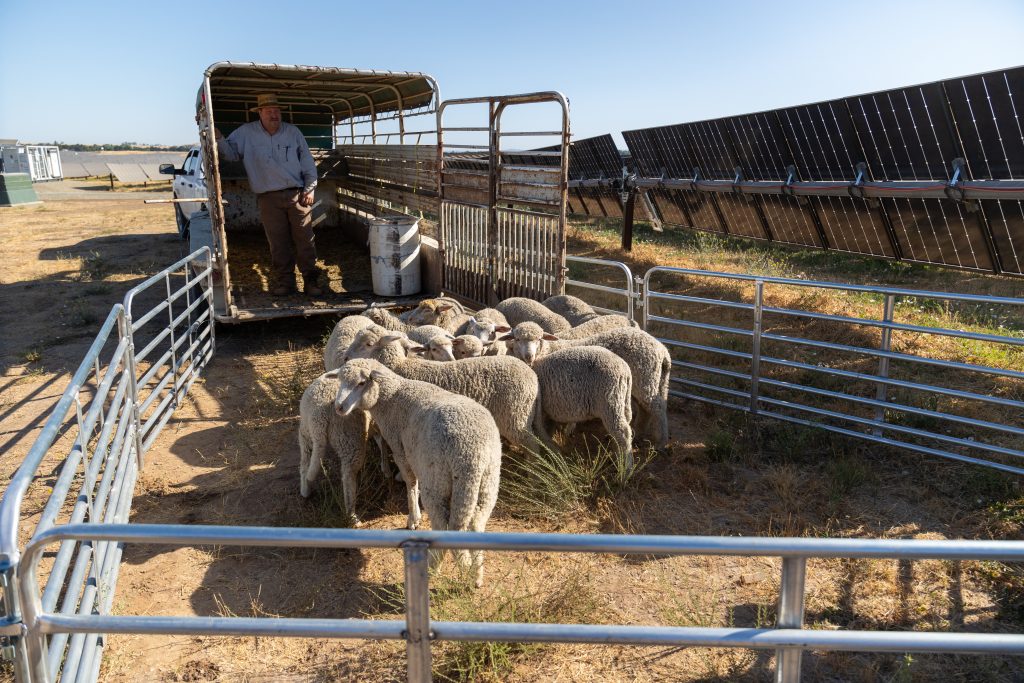 Person letting sheep out to graze in field full of solar panels