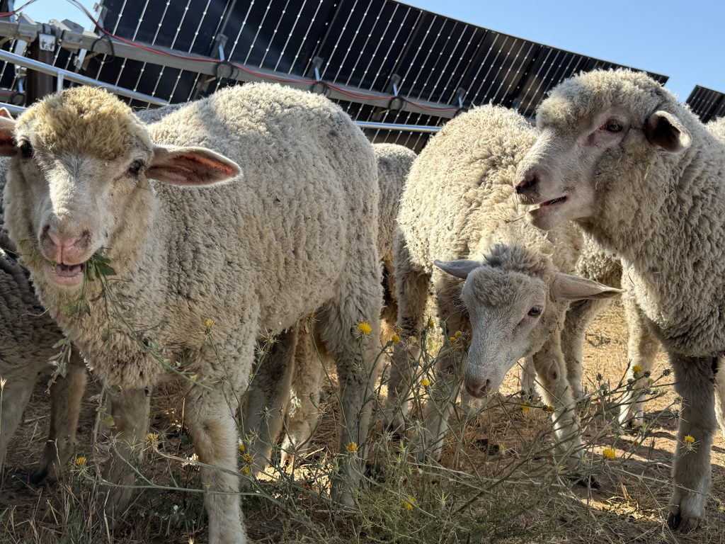 Sheep grazing with solar panels in background